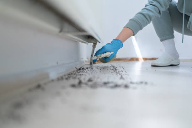 Best Flea Control Services  in Cedarville, OH